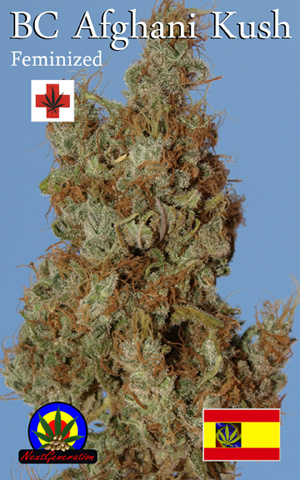 An image of Afghani Kush