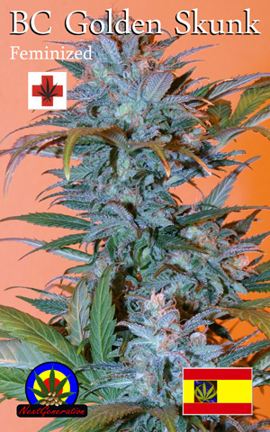 An image of BC Golden Skunk