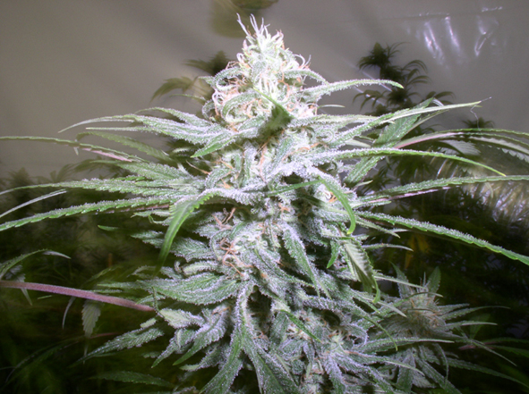An image of GrapeSkunk