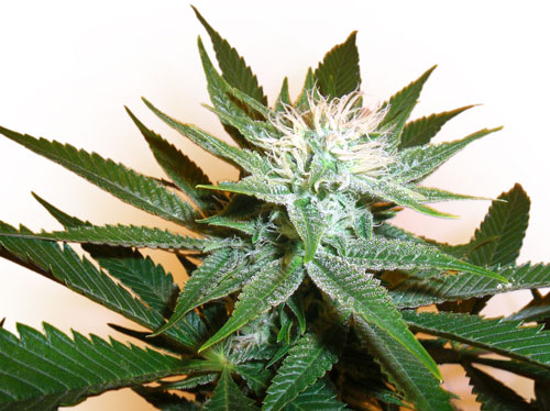 An image of Grapefruit Diesel
