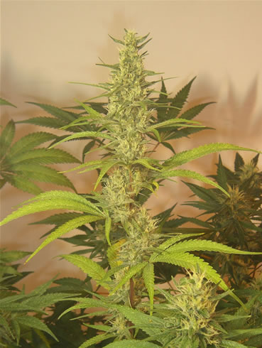 An image of Grapefruit Haze