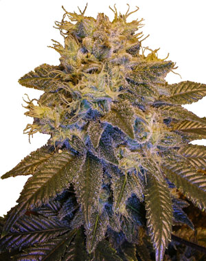 An image of Grapefruit Kush