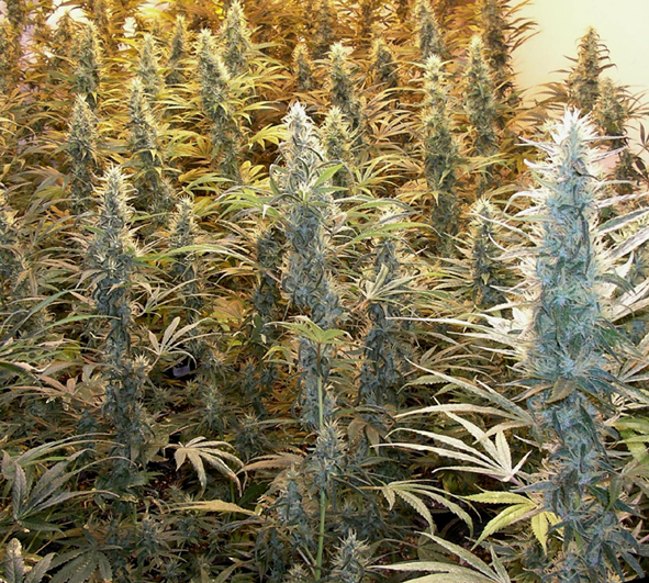 An image of Island Sweet Skunk