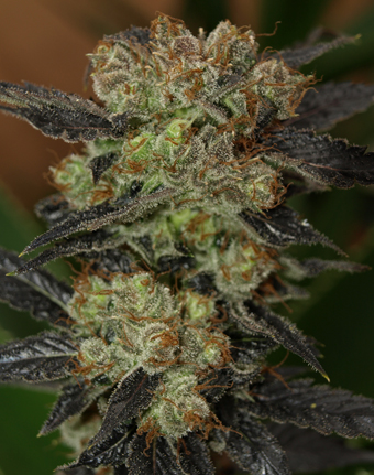 An image of NY Purple Diesel