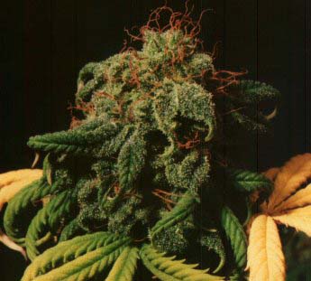 An image of Romulan