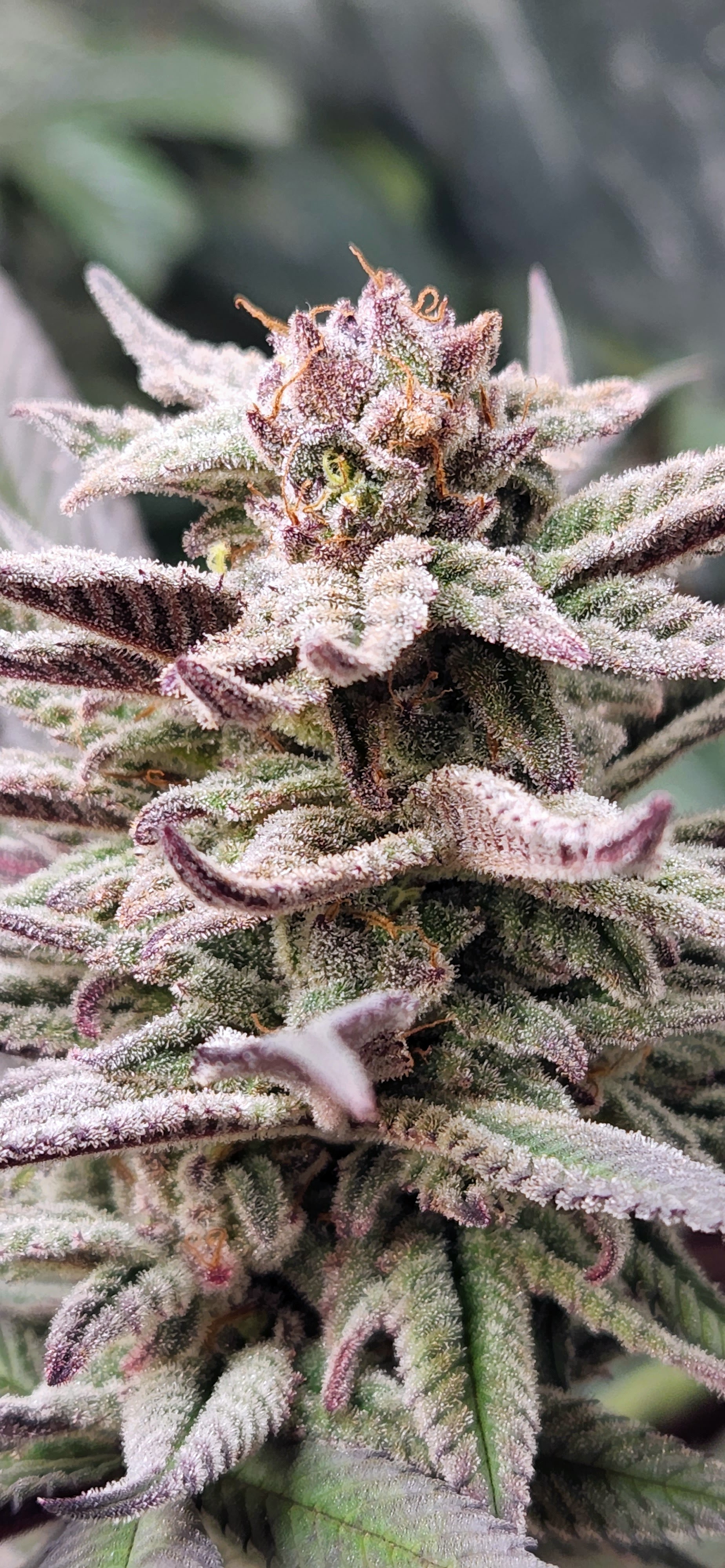 An image of Purple Yeti