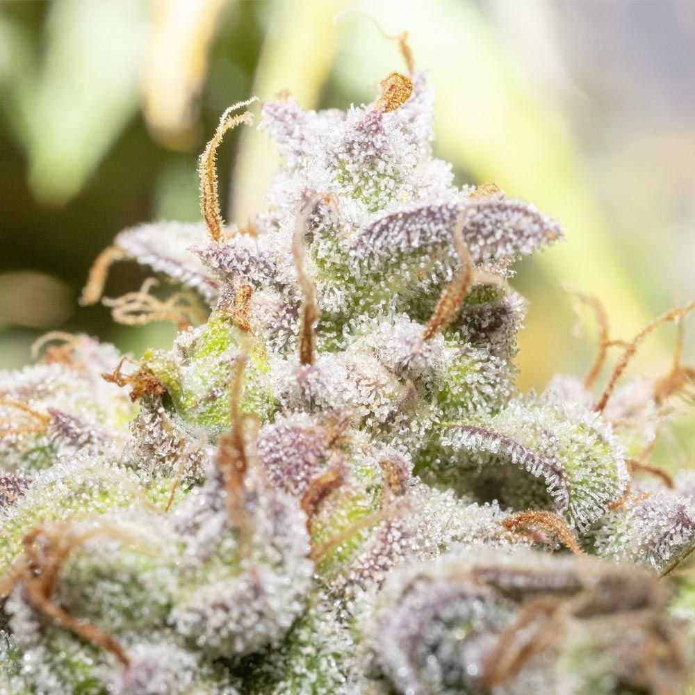An image of Creme De La Compton Auto