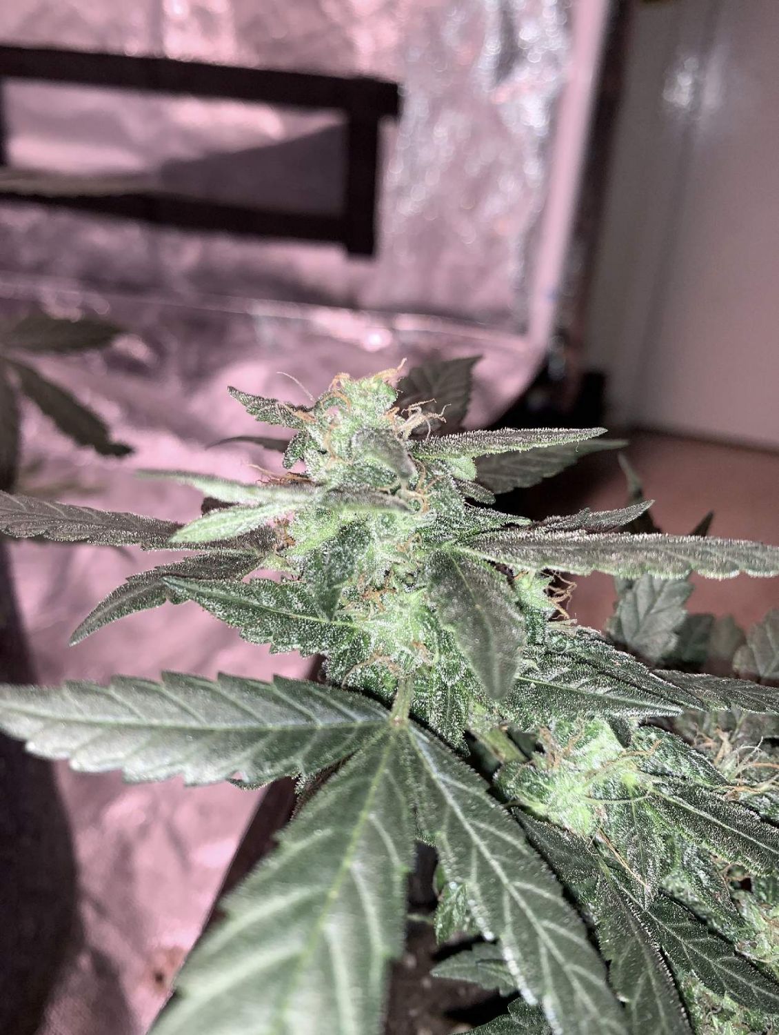An image of Foot Cheeze Auto