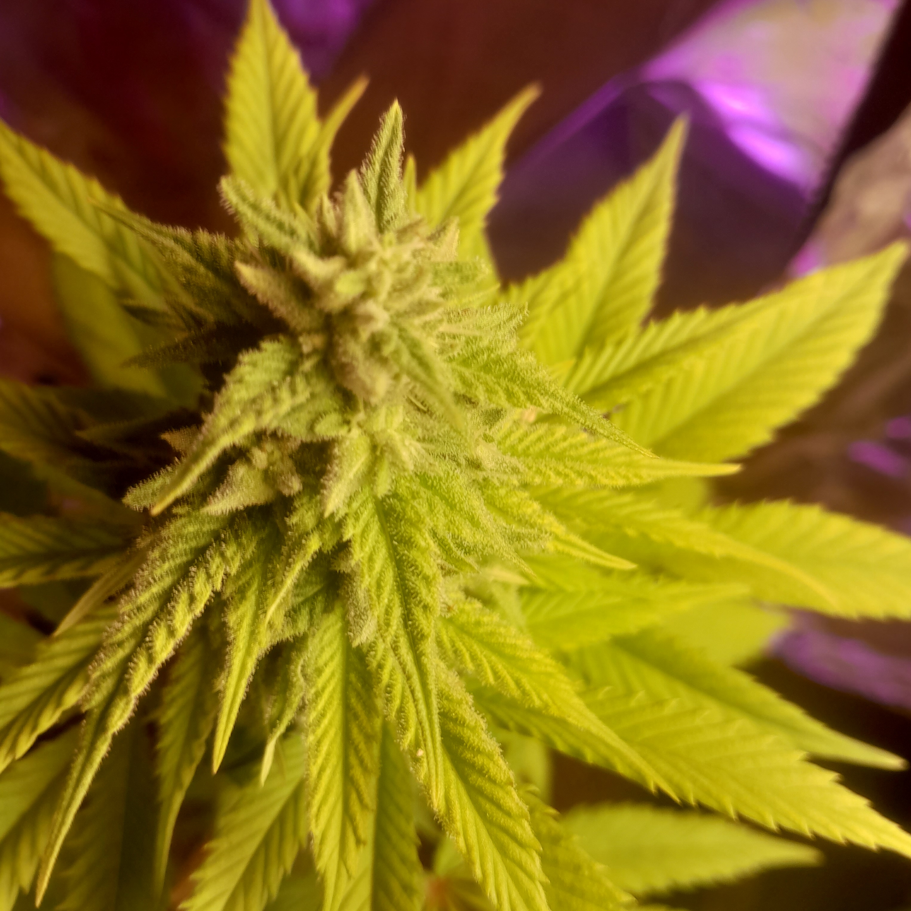 An image of Illinois Skunk