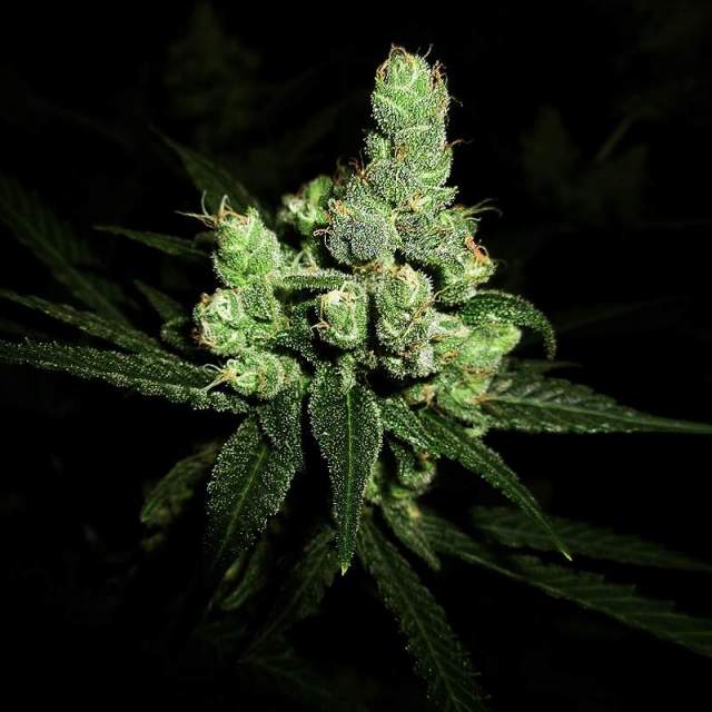 An image of Blue Cheese Automatic