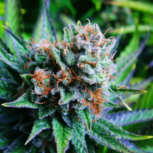 An image of Blue Dream