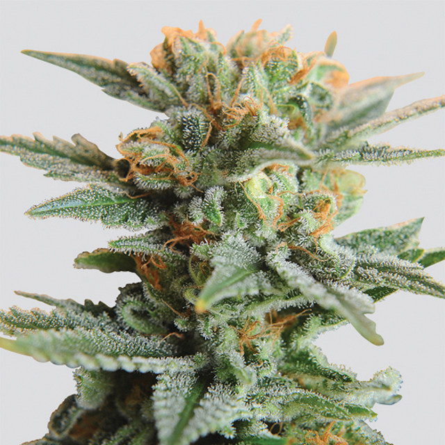 An image of Blueberry Kush Automatic