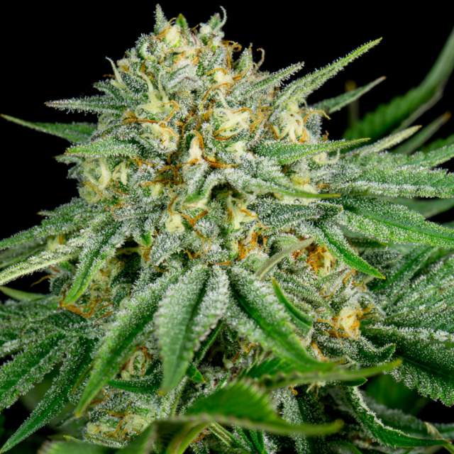 An image of Bubble Kush