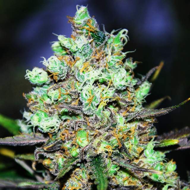 An image of Candy Kush