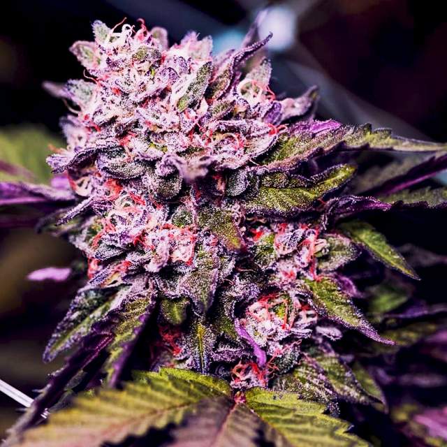 An image of Gelato