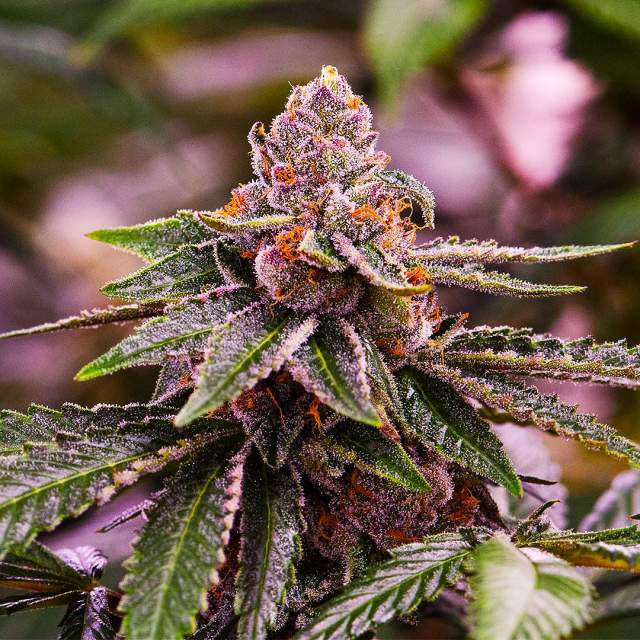 An image of Girl Scout Cookies Automatic