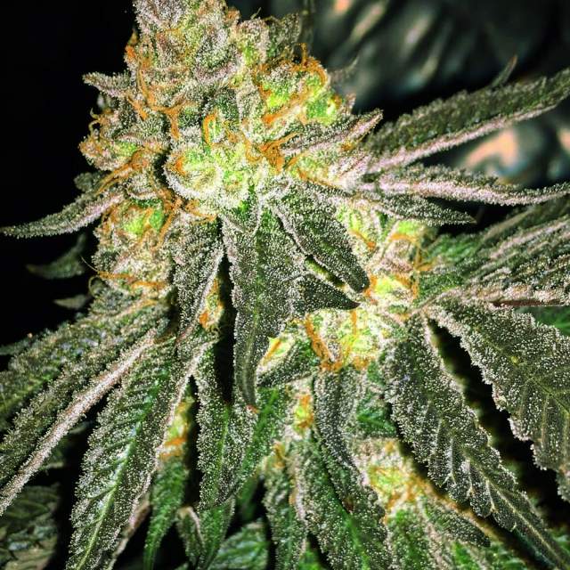 An image of Grease Monkey