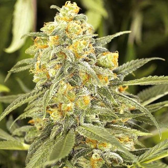 An image of Green Crack