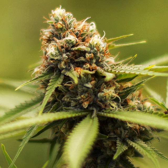 An image of Green Poison