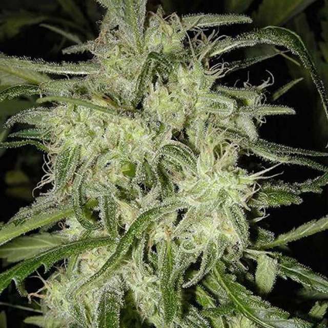 An image of Lemon OG Haze Automatic