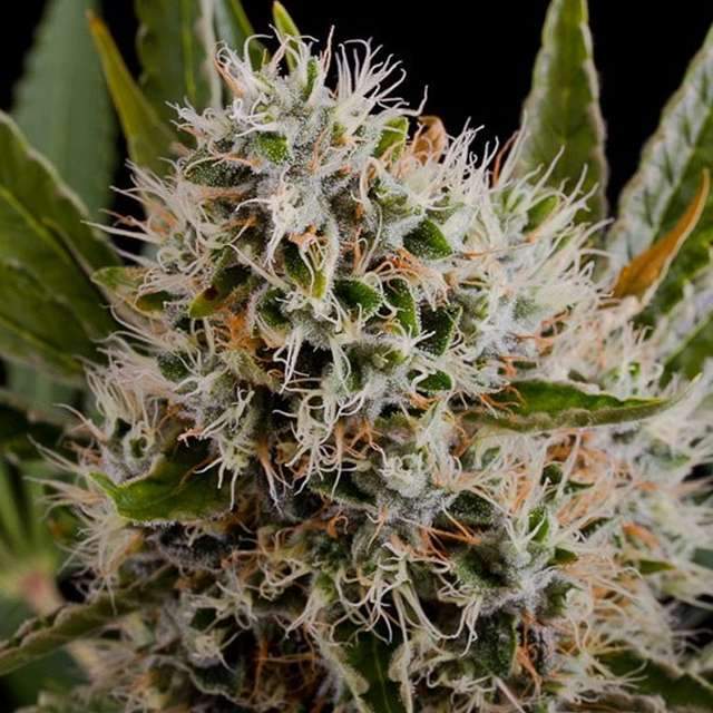 An image of Lithium OG Kush Automatic