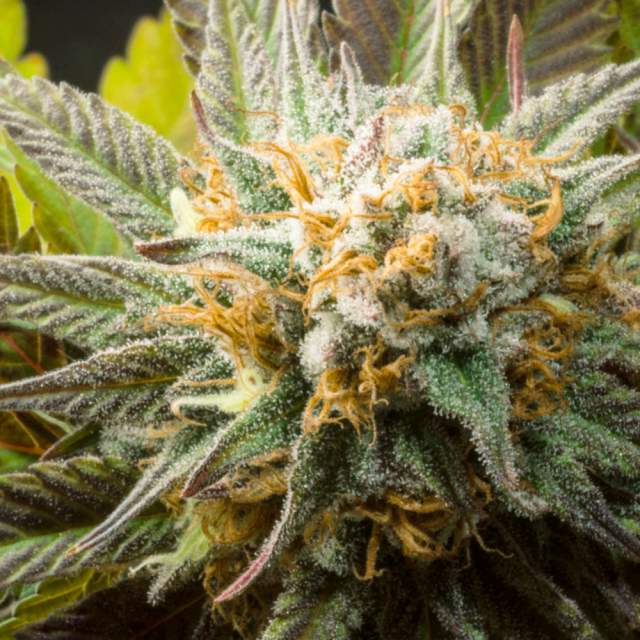 An image of Mango Kush