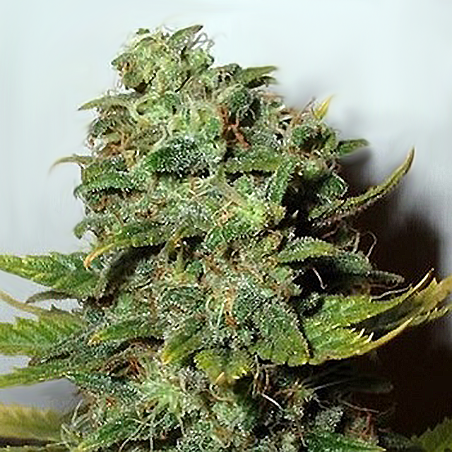An image of Mango Skunk