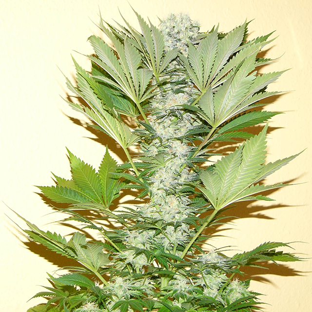 An image of Misty Kush
