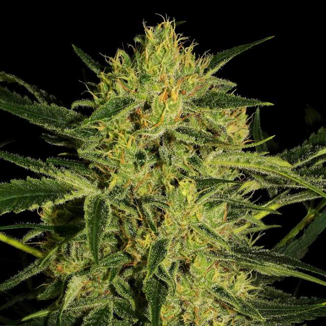 An image of Nebula CBD