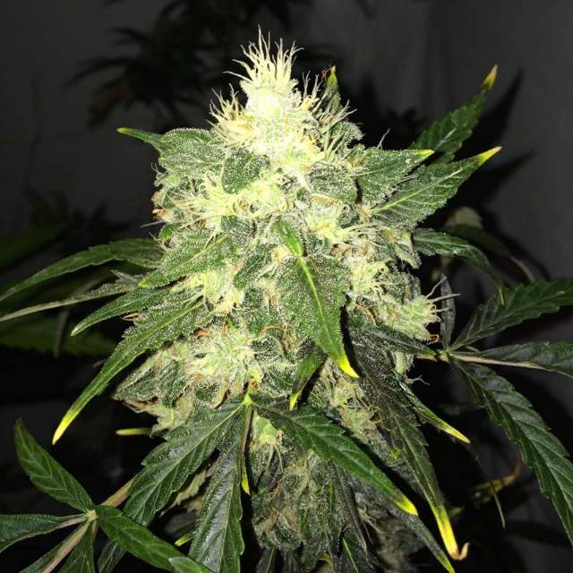 An image of OG Kush