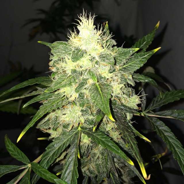 An image of OG Kush Automatic