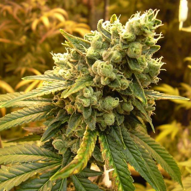 An image of Sativa's Sour Diesel