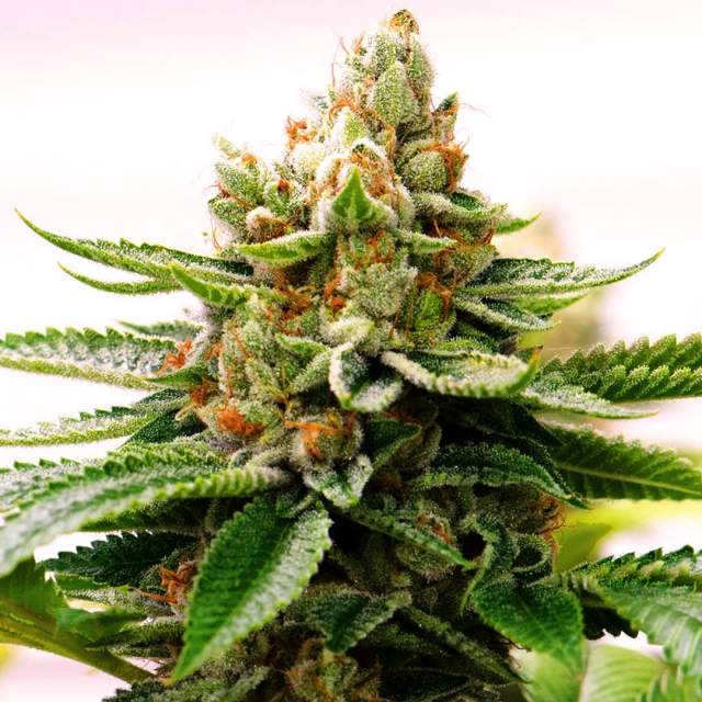 An image of Skywalker OG
