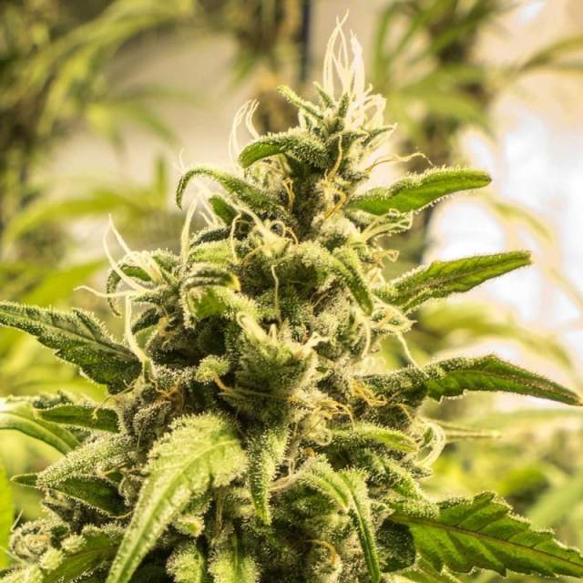 An image of Somango XXL