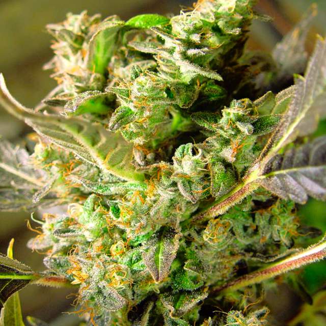 An image of Somango XXL Automatic