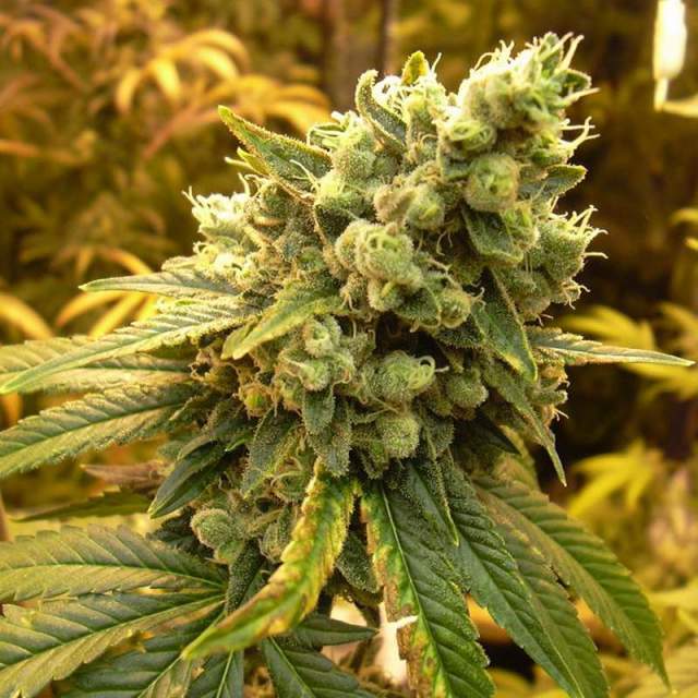 An image of Sour Diesel