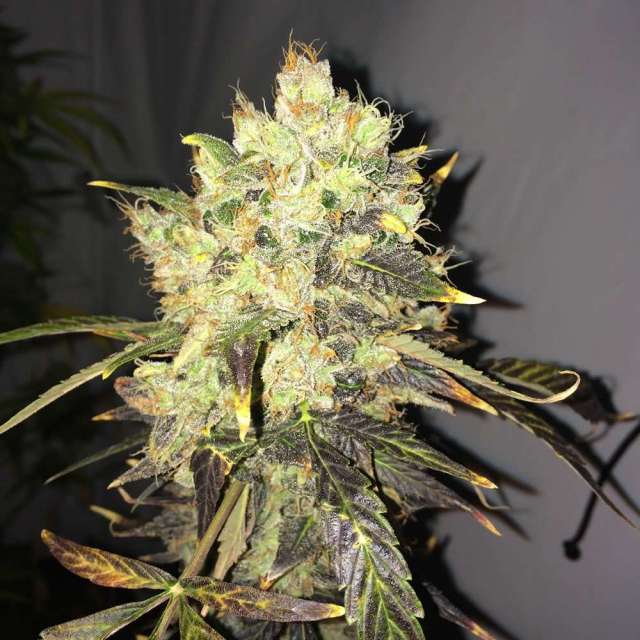 An image of Supreme CBD Durban