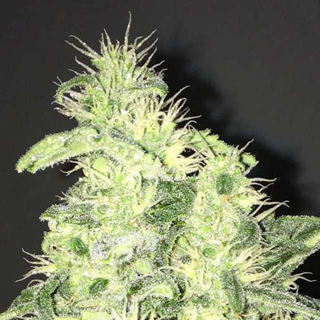 An image of Supreme CBD Kush