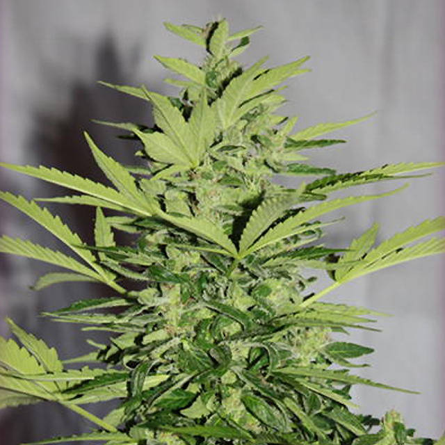 An image of Supreme CBD Lemon OG Automatic