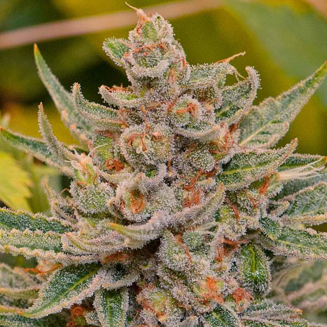 An image of Tangie