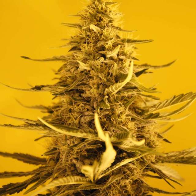 An image of White Widow Automatic