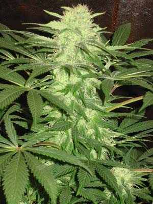 An image of Desert Queen