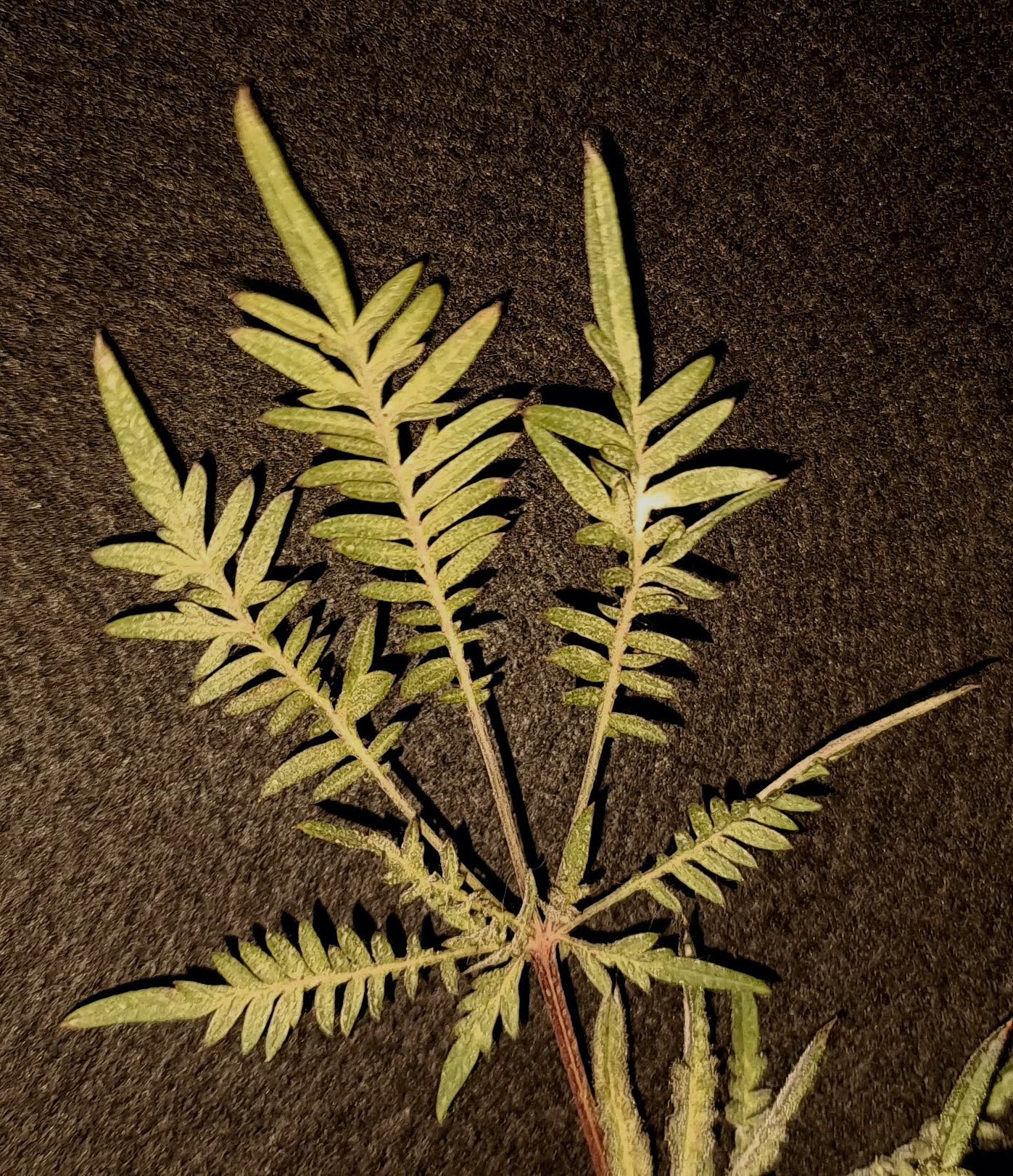 An image of In-Fern-Ho