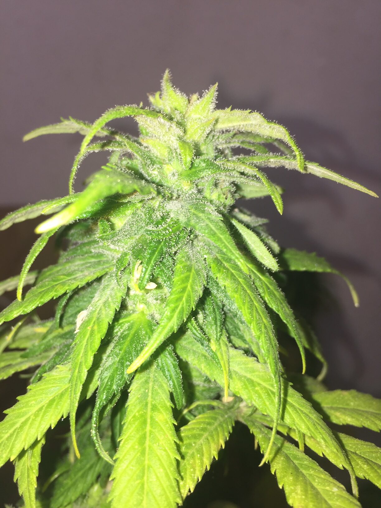 An image of Tajikistan Hash Plant