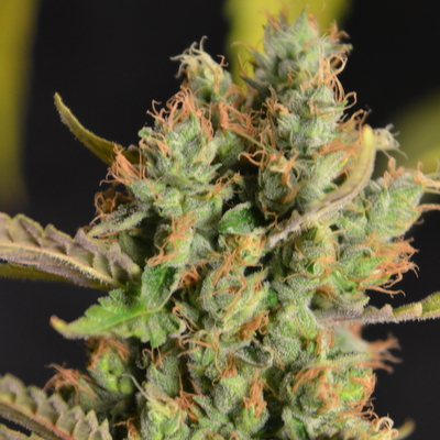An image of Bogota Breeze