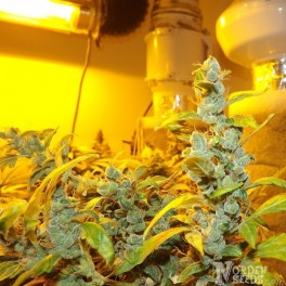 An image of Auto Viking Sativa