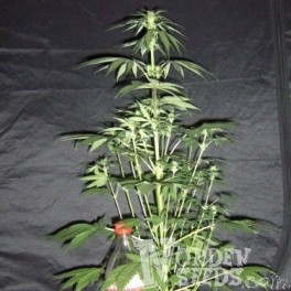 An image of Golden Diesel