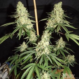 An image of Widow Haze