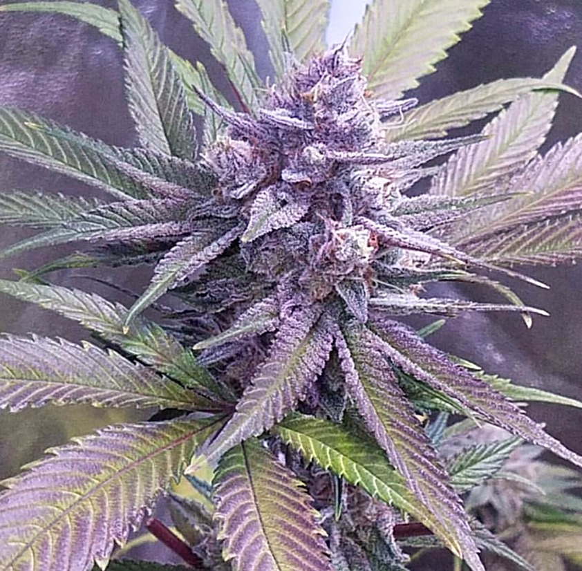 An image of Smurfzilla