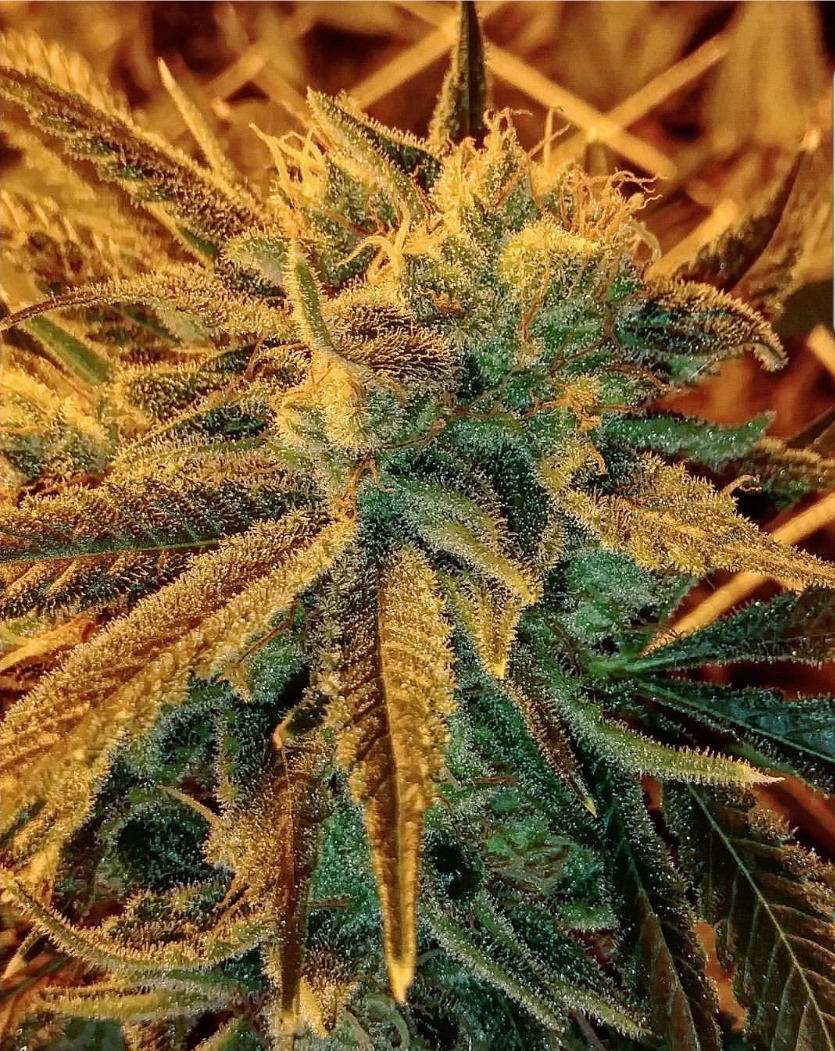 WAGNUS. The Mix Olivarum × Solarflare Solar Flare (North Genetics) :: Cannabis Strain Info